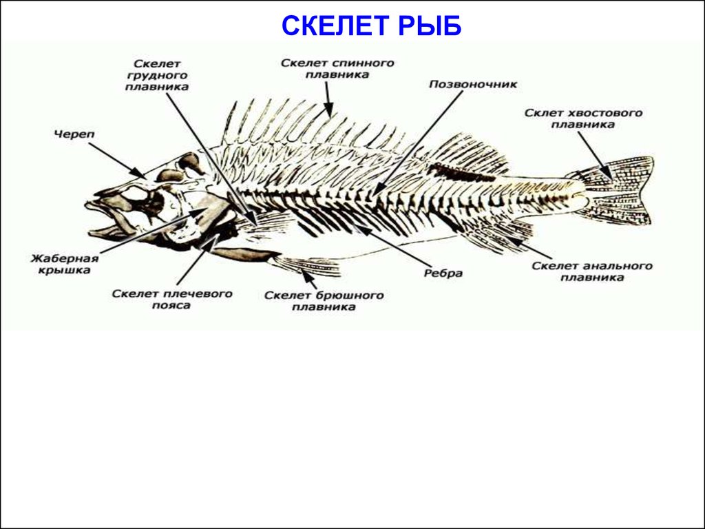 Скелет рыбы состоит из