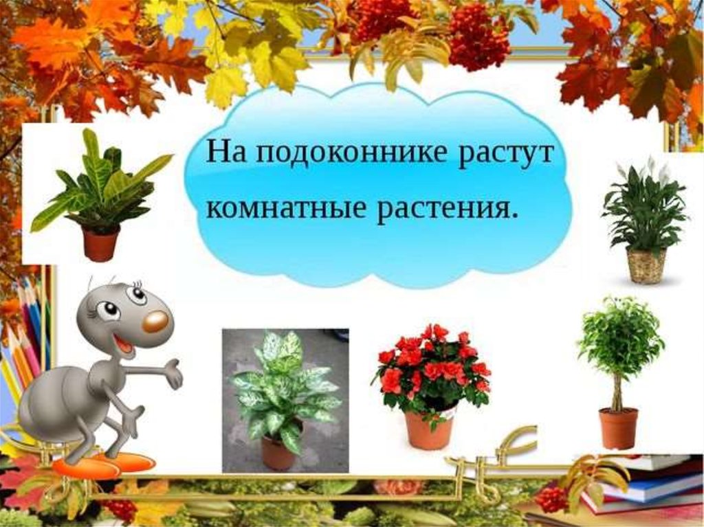 Года выросли на 1. Что растетет на подоконнике. Что ра тет на подоконнике. Что растет на подоконнт. Окружающий мир 1 класс что растет на подоконнике.