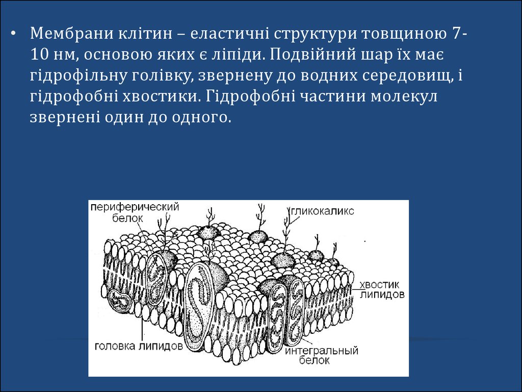 Основой мембран клеток