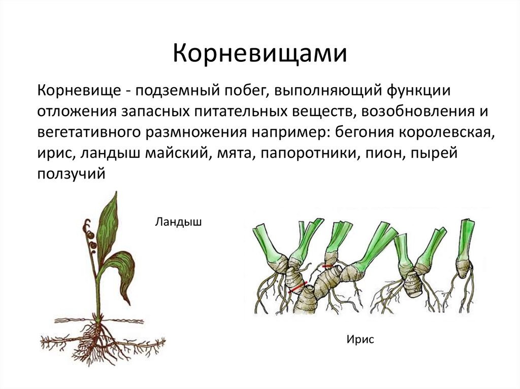 Какие корни образуются на стеблях и листьях. Вегетативное размножение корневищами. Вегетативное размножение rjhytdbof. Вегетативное размножение корневыми черенками. Вегетативное размножение подземными побегами.