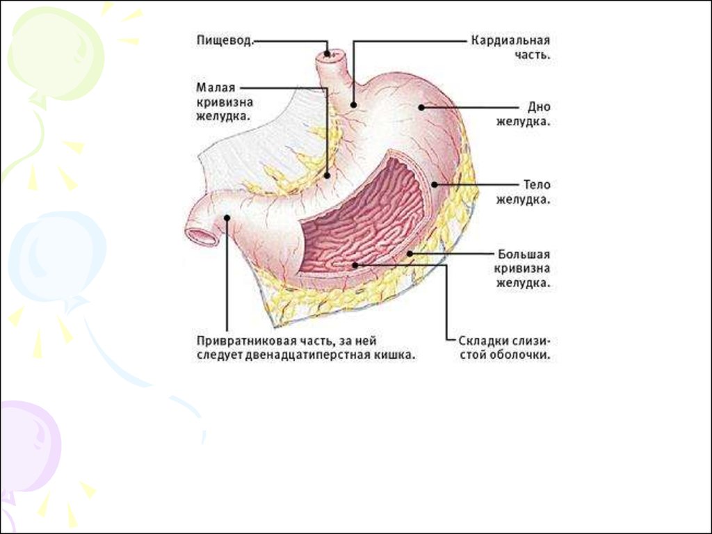 Тело желудка. Большая и малая кривизна желудка. Язва малой кривизны тела желудка схема. Кривизны желудка анатомия. Большая кривизна желудка анатомия.