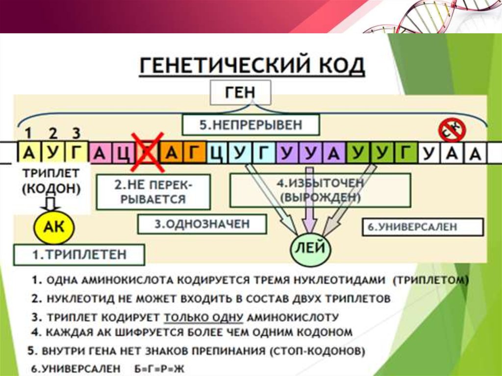 Ген имеет. Ген генетический код. Генетический код пример. Генетический код триплетен. Генетический код ген геном.