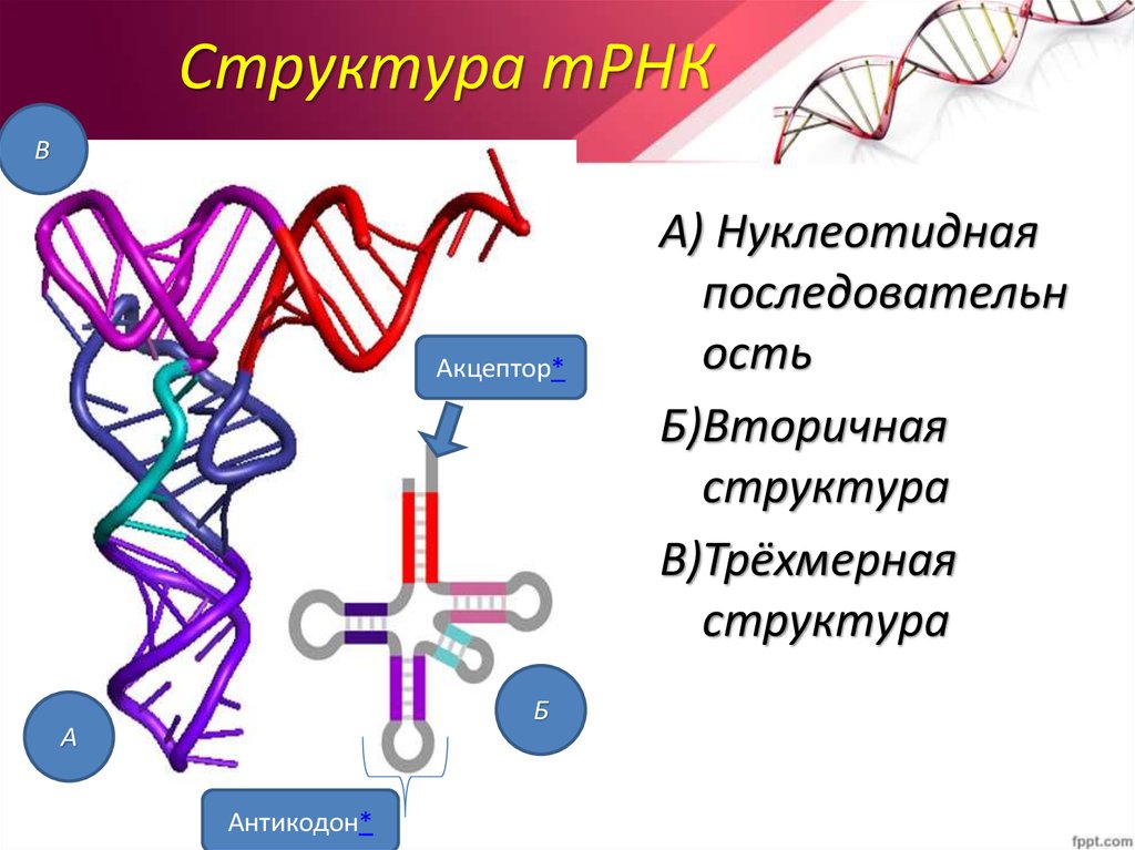 Вторичная структура ТРНК. Вторичная структура белка РНК. Акцептор ТРНК. Строение ТРНК вторичная структура антикодон и акцептор.