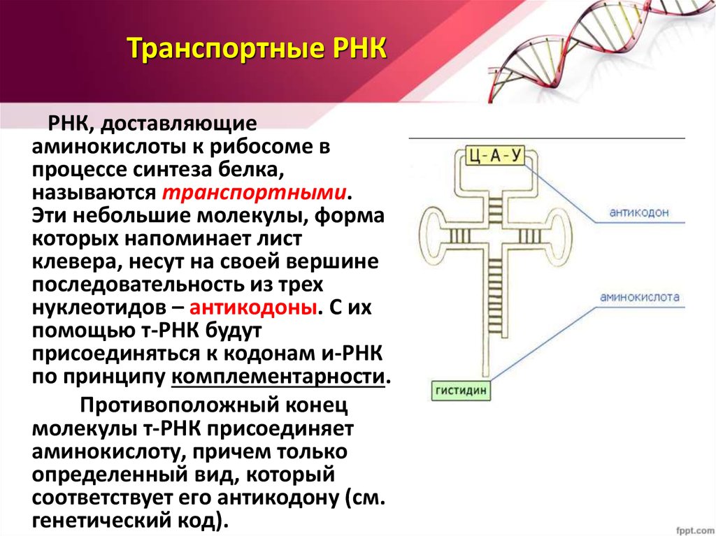 Биосинтез белка роль рнк. Синтез белка РНК ТРНК. ТРНК МРНК ТРНК. Синтез ТРНК осуществляет. Схема ТРНК.