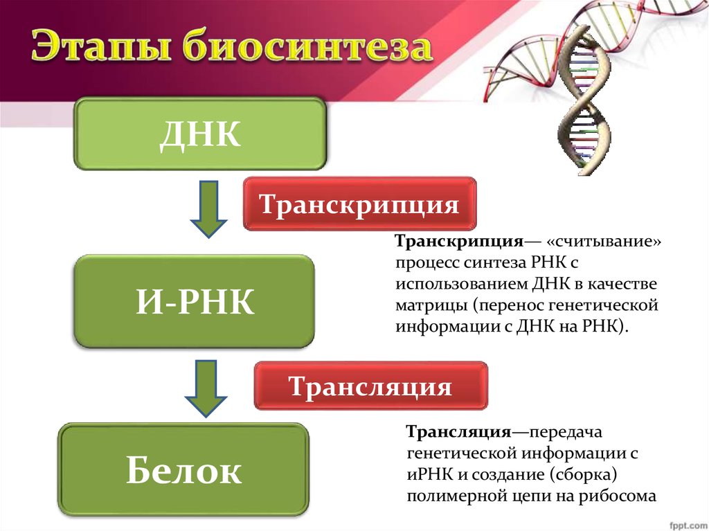 Последовательность этапов биосинтеза. Пластический обмен Биосинтез белка транскрипция. Этапы биосинтеза белка. Этапы биосинтеза ДНК. Этапы биосинтеза.