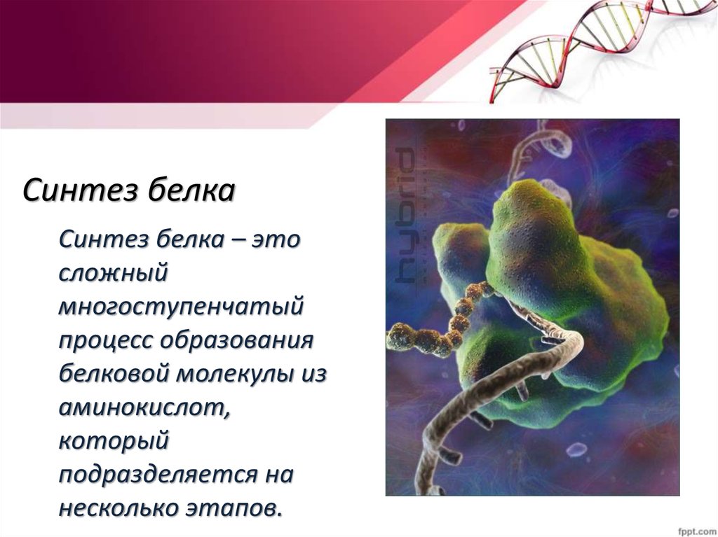 Где синтез белков. Синтез белка. Синтез белков. Синтез белка это в биологии. Синтез структурных белков.