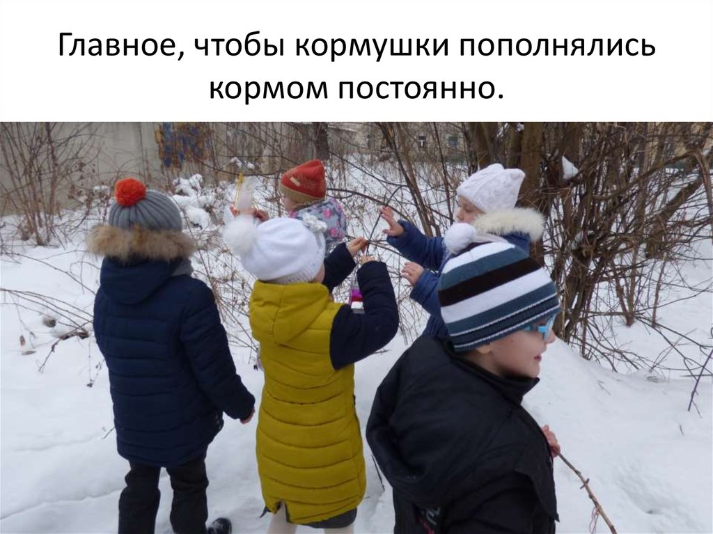 Главное, чтобы кормушки пополнялись кормом постоянно.