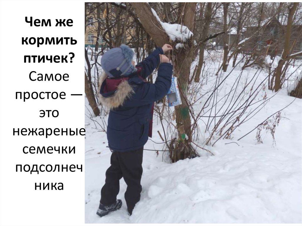 Чем же кормить птичек? Самое простое — это нежареные семечки подсолнечника