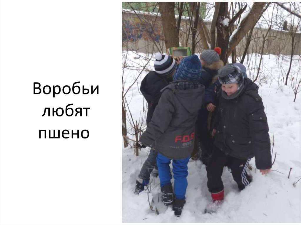 Воробьи любят пшено 