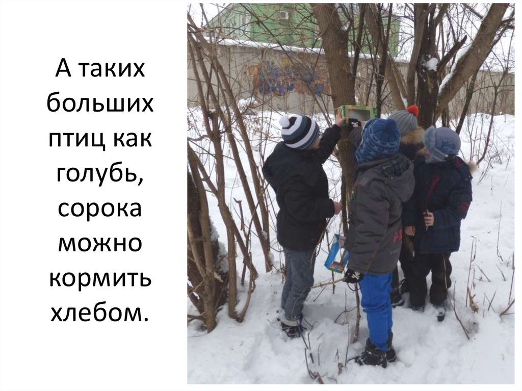 А таких больших птиц как голубь, сорока можно кормить хлебом.