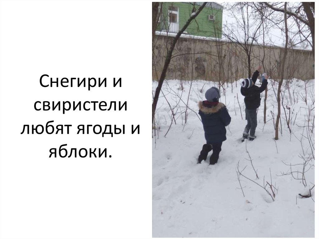 Снегири и свиристели любят ягоды и яблоки.