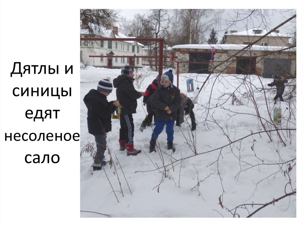 Дятлы и синицы едят несоленое сало