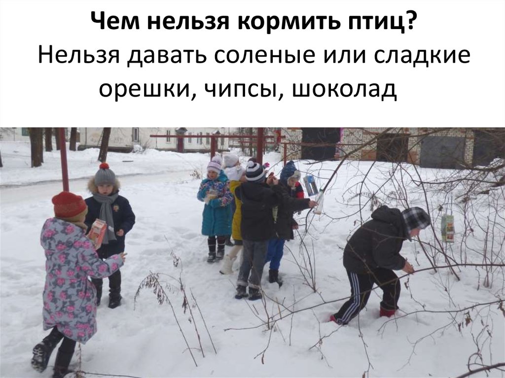  Чем нельзя кормить птиц? Нельзя давать соленые или сладкие орешки, чипсы, шоколад 