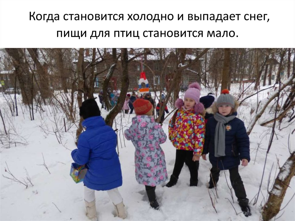  Когда становится холодно и выпадает снег, пищи для птиц становится мало.
