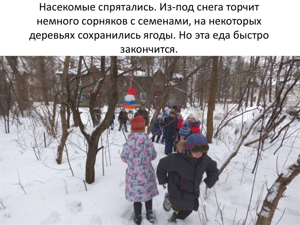 Насекомые спрятались. Из-под снега торчит немного сорняков с семенами, на некоторых деревьях сохранились ягоды. Но эта еда быстро закончит