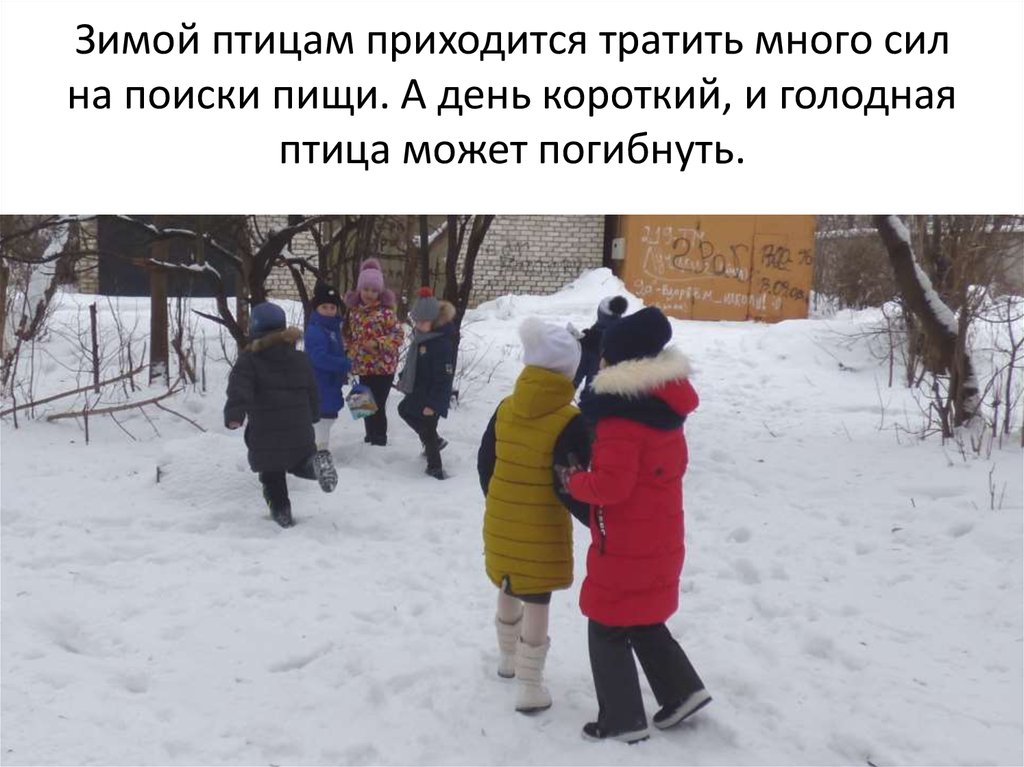 Зимой птицам приходится тратить много сил на поиски пищи. А день короткий, и голодная птица может погибнуть.