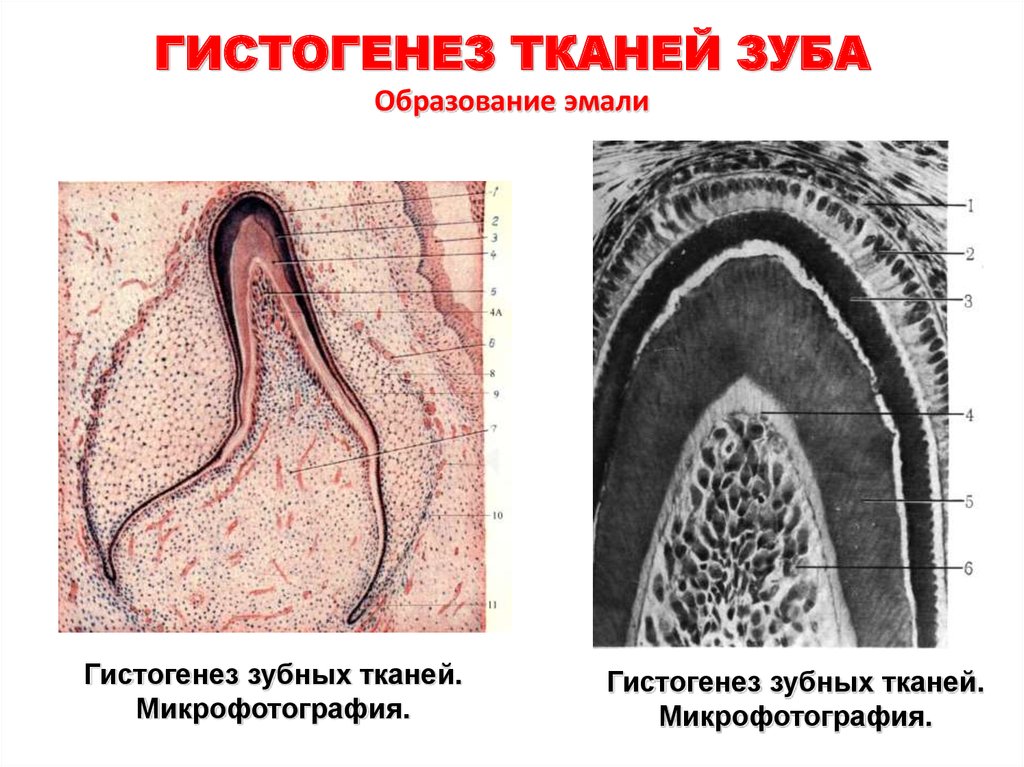 Гистогенез. Гистогенез пульпы зуба. Гистогенез зубных тканей поздняя стадия развития.