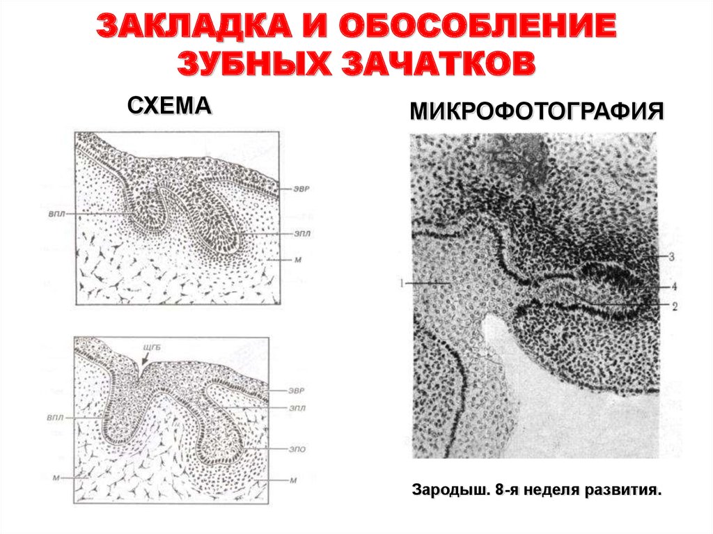 Развитие зуба презентация