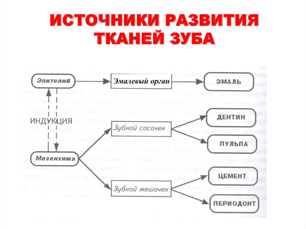 Источник развития. Источники развития тканей зуба. Источник развития эмали. Эмбриональные источники развития тканей зуба. Источник развития дентина.