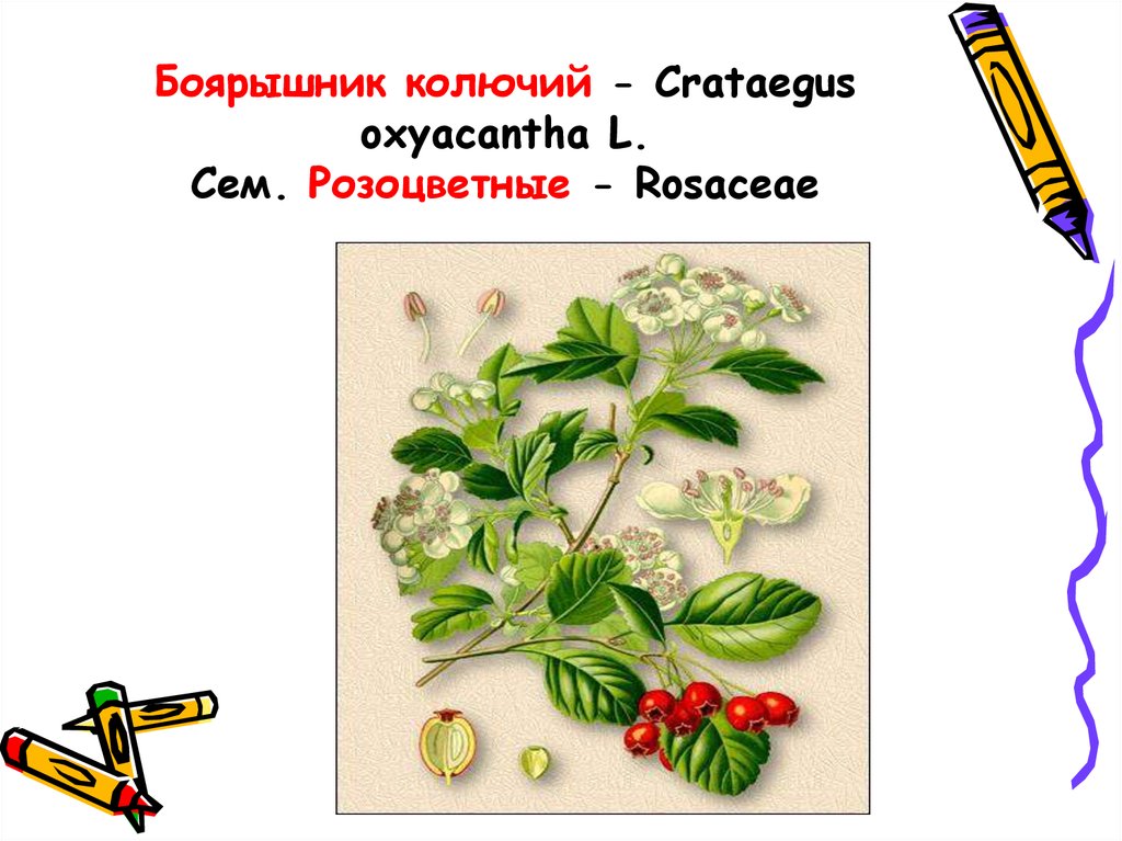 Боярышник колючий - Crataegus oxyacantha L. Сем. Розоцветные - Rosaceae