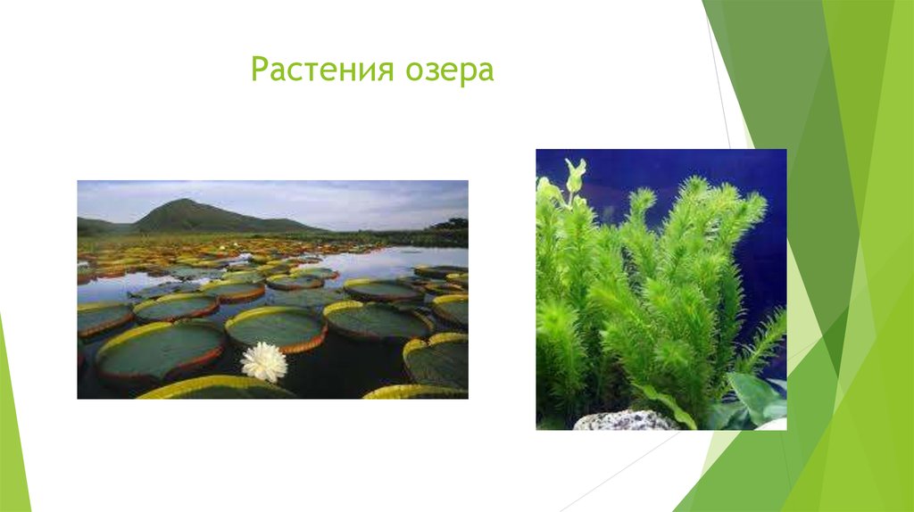 Природное сообщество озеро 5 класс биология. Растительное сообщество озеро. Растения озера. Виды растений в озере. Природное сообщество озеро.