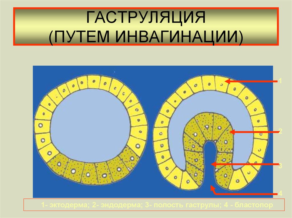 Гаструляция иммиграция рисунок