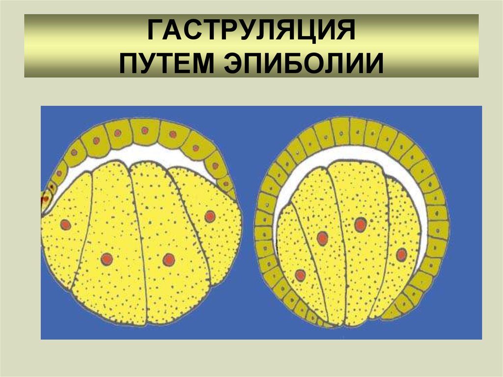 Гаструляция иммиграция рисунок