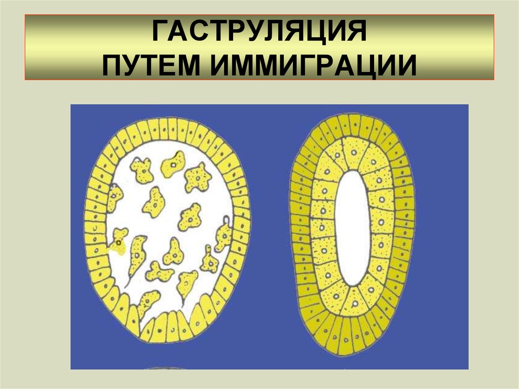 Гаструляция иммиграция рисунок