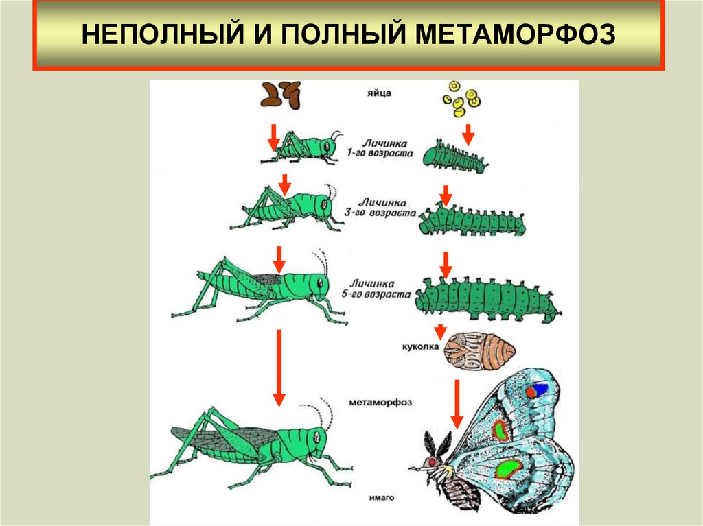 На рисунке изображены стрекозы в разный период онтогенеза