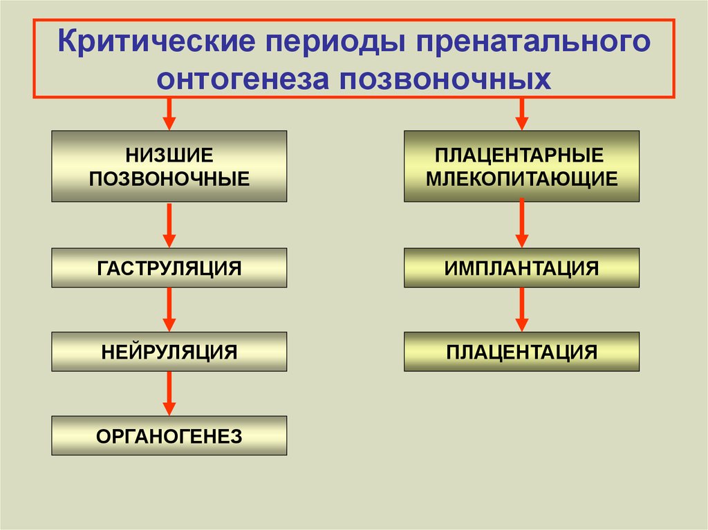 Периоды онтогенеза