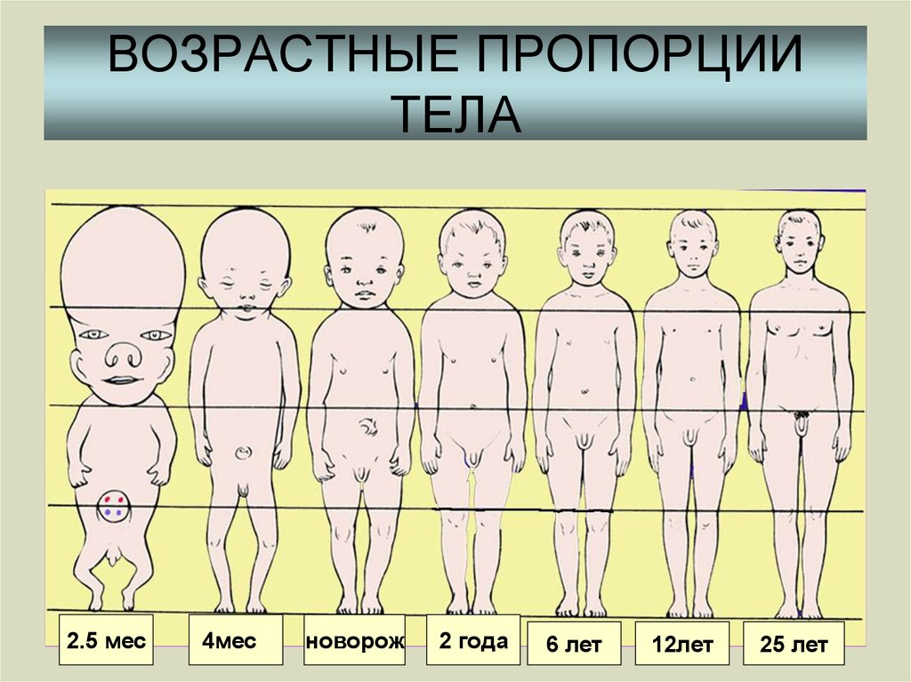 До скольки формируется человек. Возрастные пропорции тела. Пропорции детей разного возраста. Возрастные пропорции человека. Пропорции тела по возрасту.