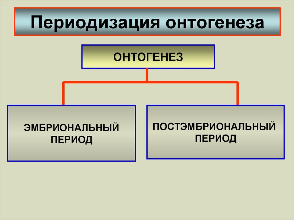 Периоды онтогенеза. Периодизация онтогенеза. Тип онтогенеза у человека. Периоды онтогенеза таблица. Периоды онтогенеза схема.