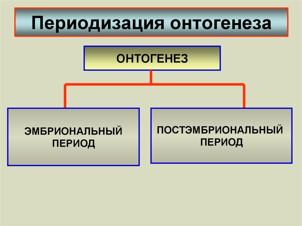 Онтогенез существует