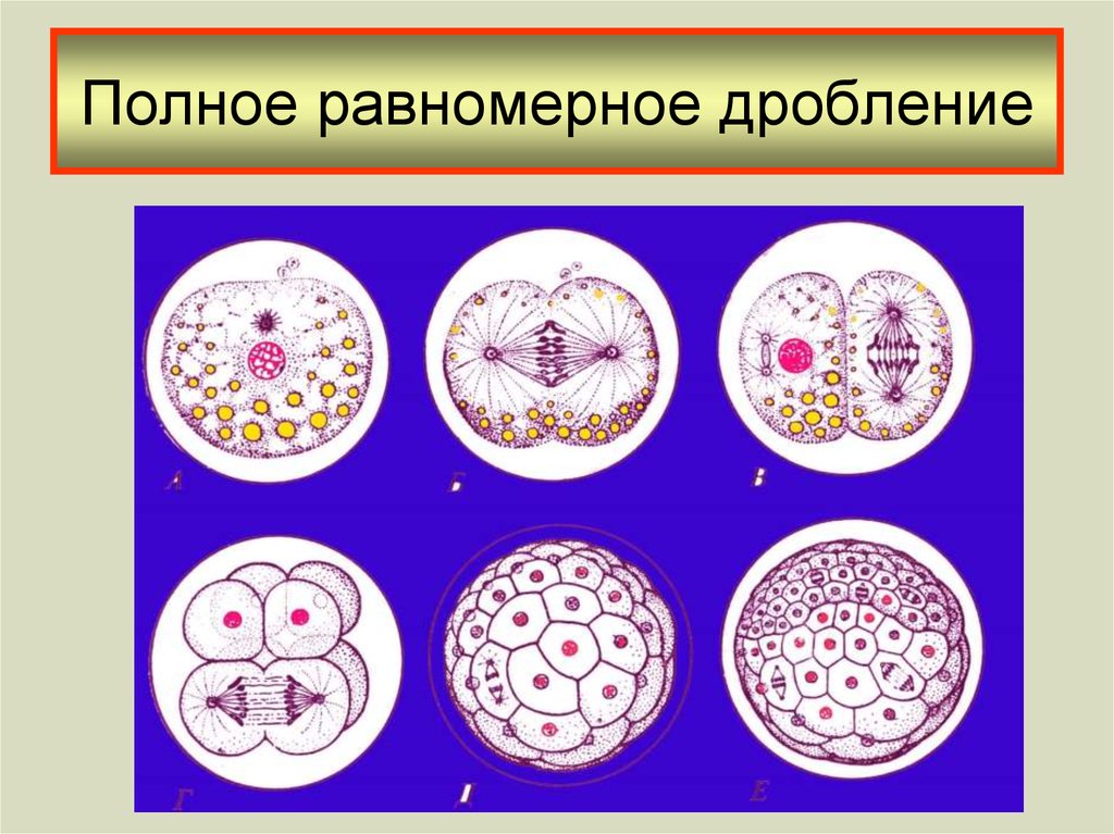 Полное дробление. Равномерное дробление зиготы. Голобластическое равномерное дробление. Равномерное и неравномерное дробление. Полное равномерное дробление.