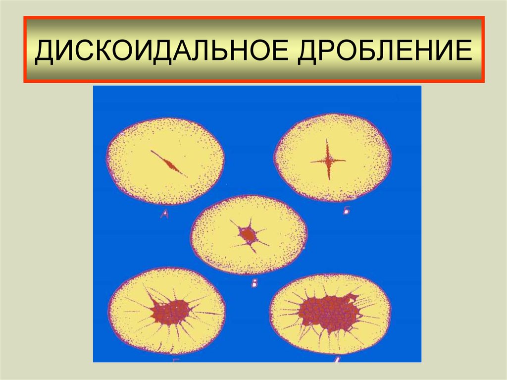 Неполное дробление. Меробластическое поверхностное дробление. Неполное дискоидальное дробление. Неполное меробластическое дробление. МЕРОБЛАСТИЧЕСКИЙ Тип дробления.