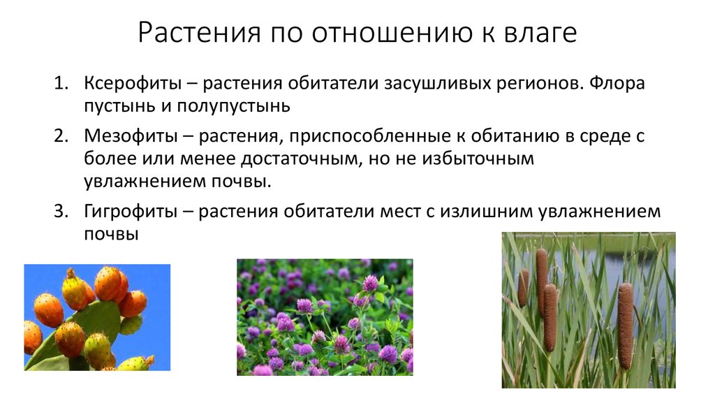Экология группы растений. Растения мезофиты ксерофиты гигрофиты. Гигрофиты мезофиты ксерофиты таблица. Экологические группы растений влажность. Гидрофиты мезофиты ксерофиты.