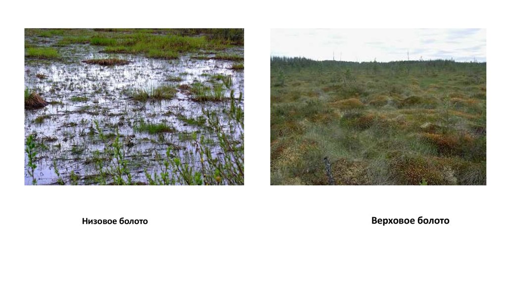 Чем отличается болото. Верховые болота и низинные болота. Типы болот верховые и низинные. Строение низинного болота. Низинные переходные и верховые болота.