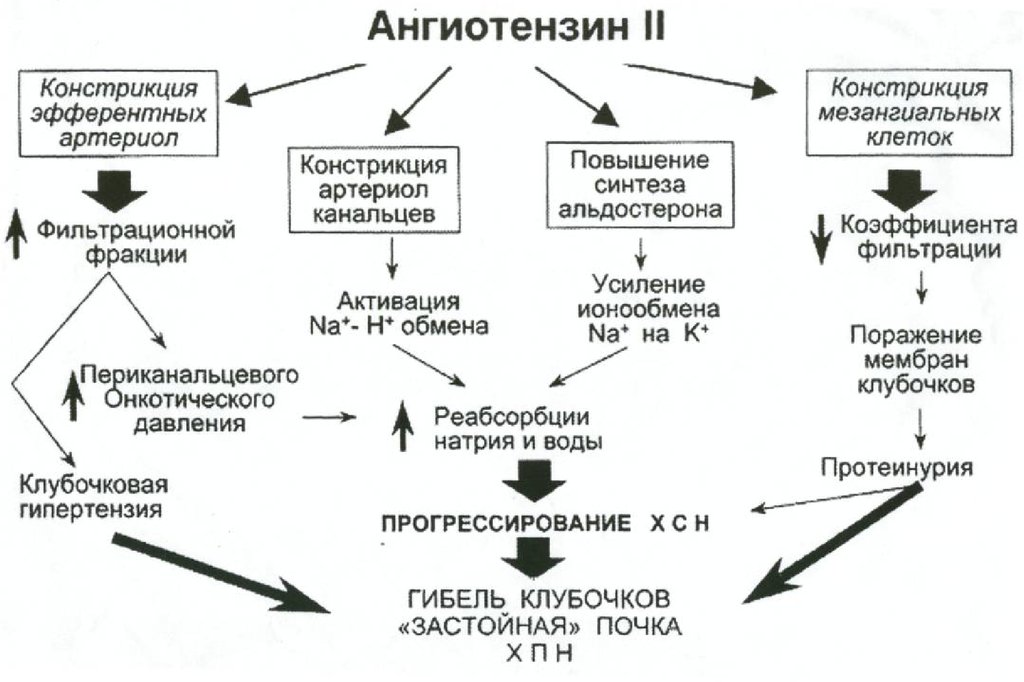 Рецепторы ангиотензина. Ангиотензин 1 превращается в ангиотензин 2. Ангиотензин 1 и ангиотензин 2 разница. Эффекты ангиотензина II. Ангиотензин 1 и 2 превращение.