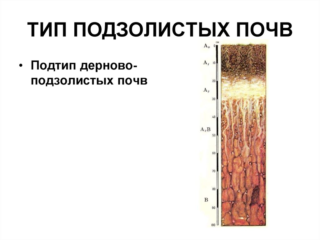 Виды почв. Строение почвенного профиля дерново-подзолистых почв. Дерново подзолистый Тип почвы. Дерново-подзолистые почвы профиль схема. Строение профиля дерново-подзолистой почвы.