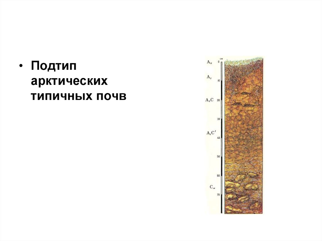 Подзолистые почвы природная зона. Почвенный профиль арктических пустынь. Почвенный профиль арктических почв. Арктические пустынные почвы профиль. Арктические пустыни почвы профиль.