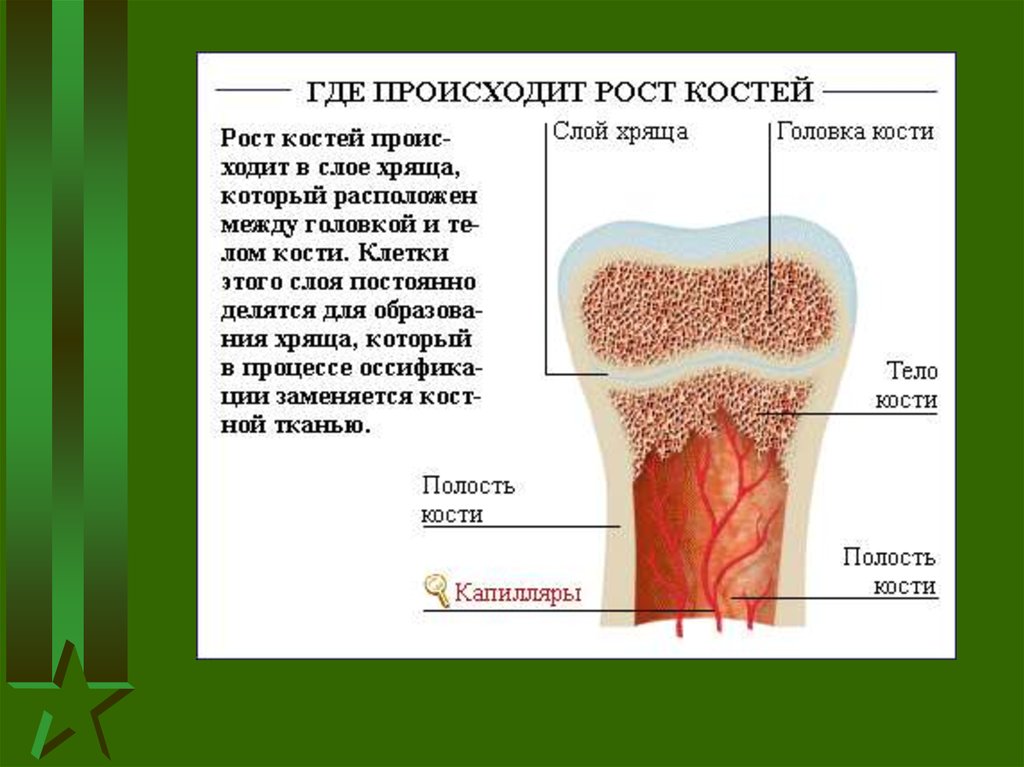 Рост Костей Фото