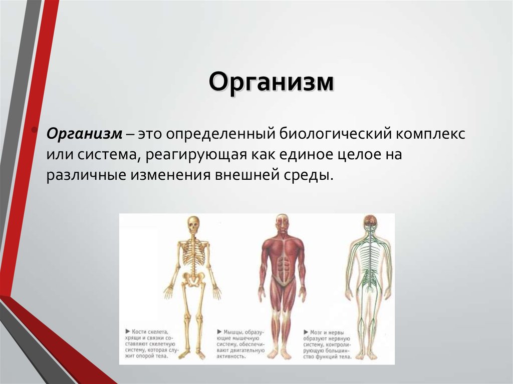 Организм человека как единое целое презентация