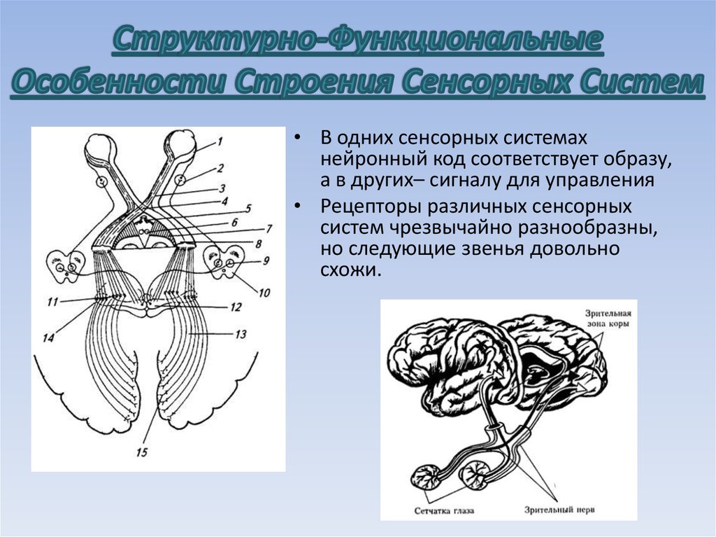 Структурно-Функциональные Особенности Строения Сенсорных Систем