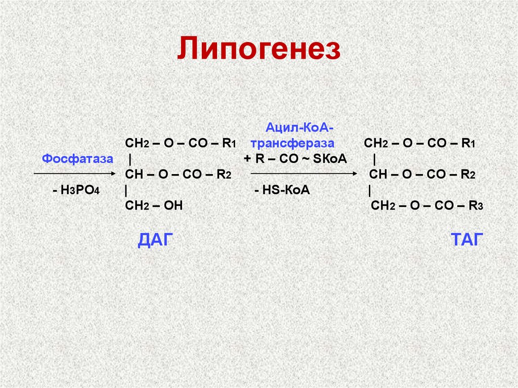 Презентация липидный обмен