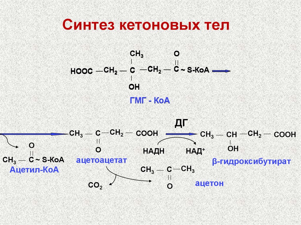Третий синтез. Синтез кетоновых тел. Co2 в ацетил КОА. Реакции синтеза кетоновых тел. Образование кетоновых тел из ацетил-КОА.