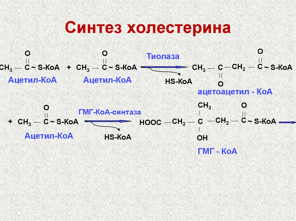 Схема синтеза холестерола биохимия