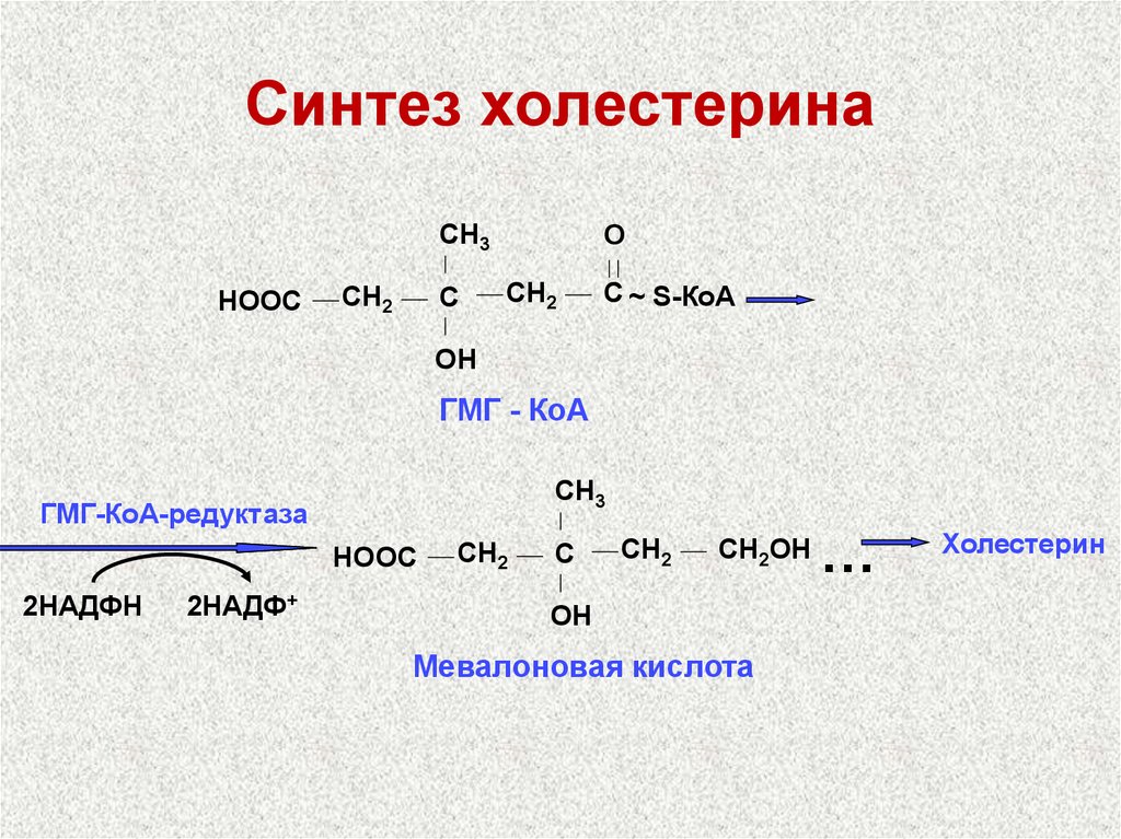 Синтез продукт. ГМГ КОА редуктаза Синтез холестерина. Синтез холестерина из ацетил-КОА. Реакция ресинтеза холестерола. ГМГ КОА редуктаза фермент синтеза.