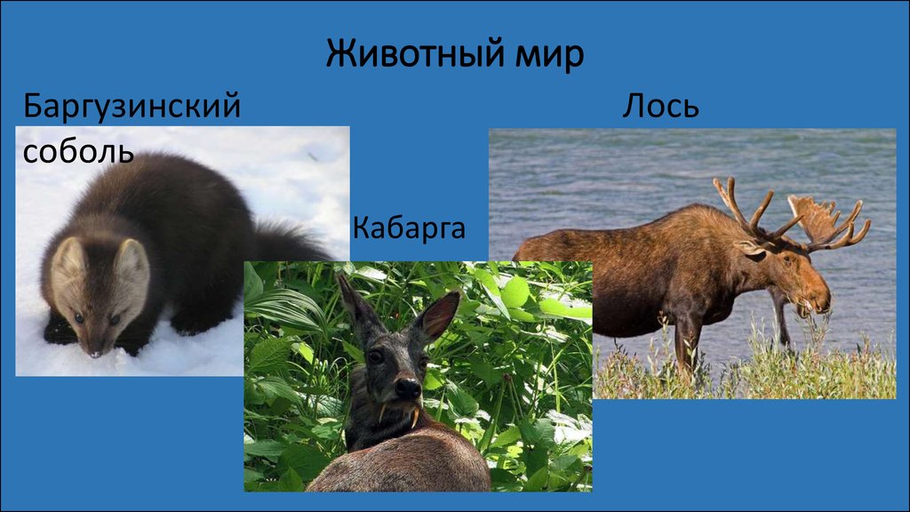 В какой природной зоне живет лось. Баргузинский заповедник животный мир. Обитатели баргузинского заповедника. Животные мир баргузинского заповедника.