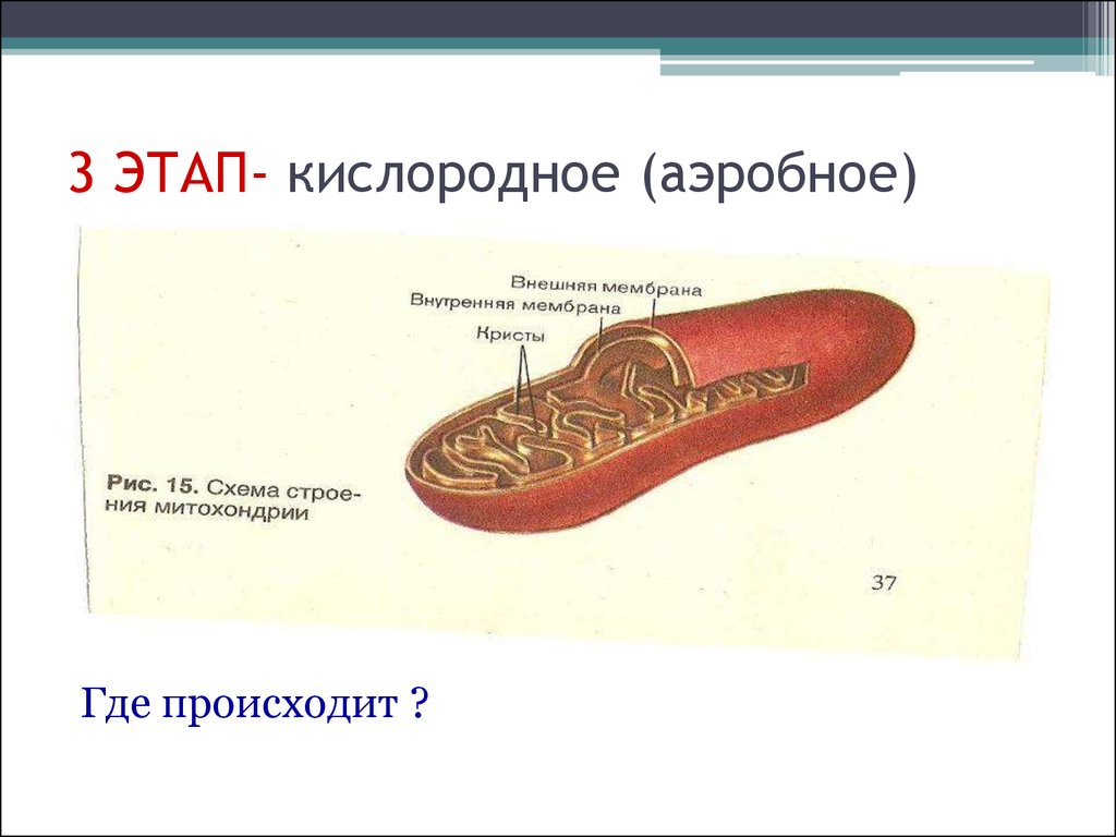 Окисление органических веществ происходит в. Диссимиляция в митохондриях. Рисунок кислородного этапа.