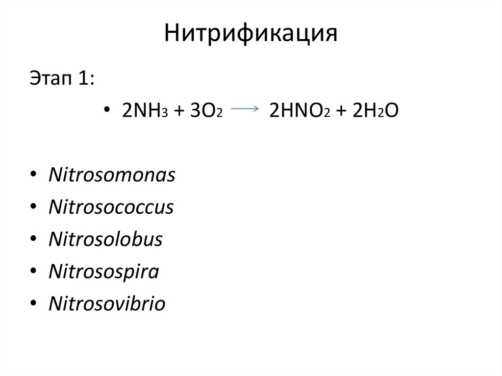 Два этапа. Нитрификаторы 1 и 2 фазы. Нитрификация 2 этап. Нитрификатор 1 фазы. Нитрификация возбудители 1 этап 2.